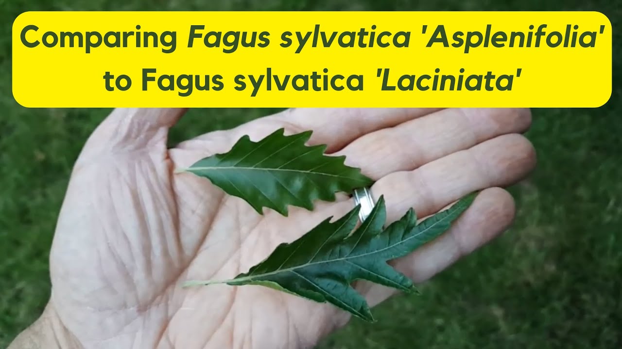Fagus sylvatica 'Asplenifolia' vs. Fagus sylvatica 'Laciniata' | Hobby Bobby