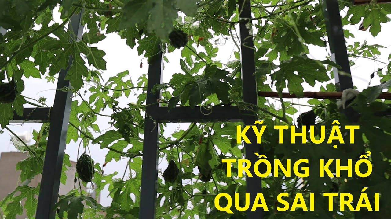 Kỹ thuật trồng khổ qua sai trái, 28 ngày tuổi một cây khổ qua cho hơn 100 trái