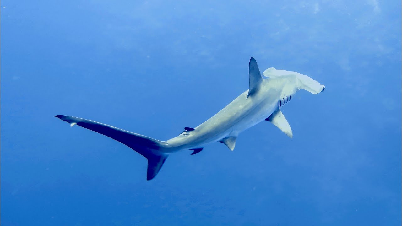 Tauchsafari Ägypten  März 2024 auf der Blue Storm; Elphinstone, Deadalus, Fury Shoal
