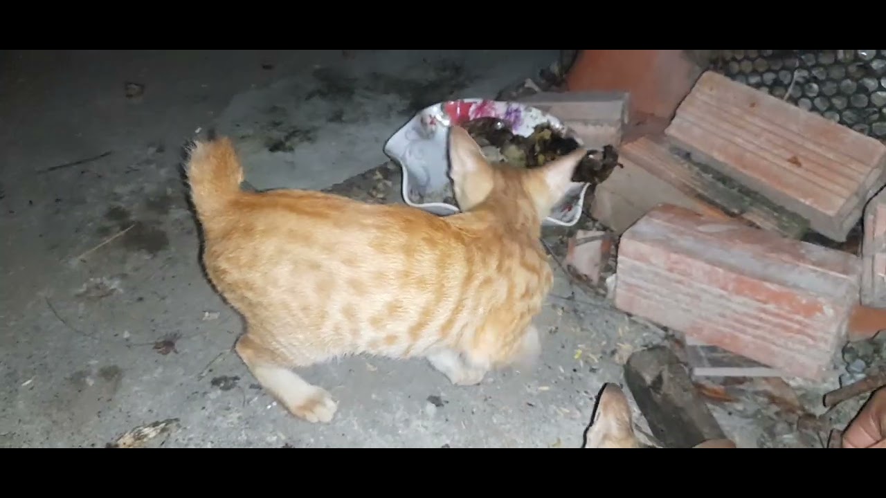 Có đồ ăn ngon rồi