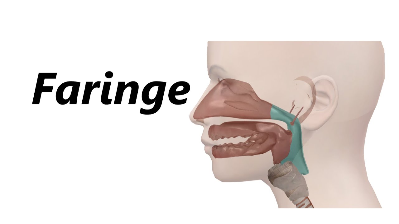 Anatomia da Faringe em 3D