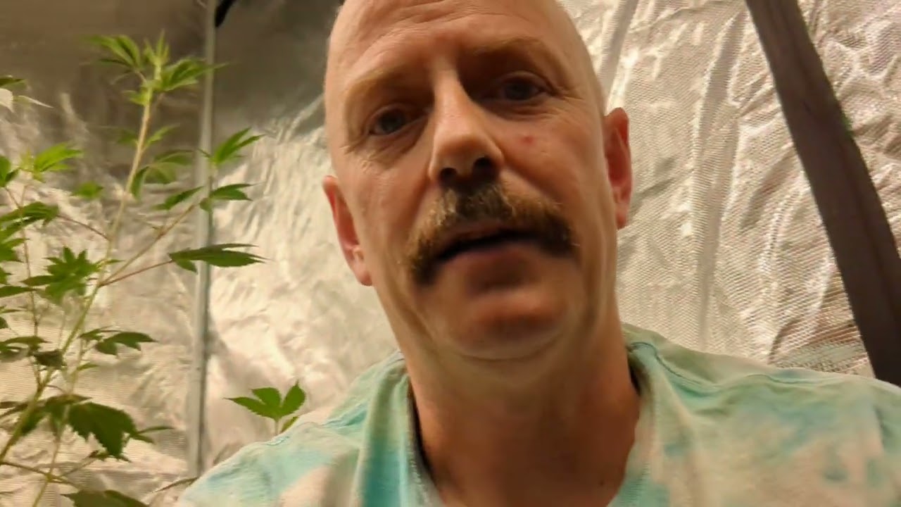 Cannabis Grow Day 106. Amber Trichomes. Harvest Time is Close!! @mrgreengrower