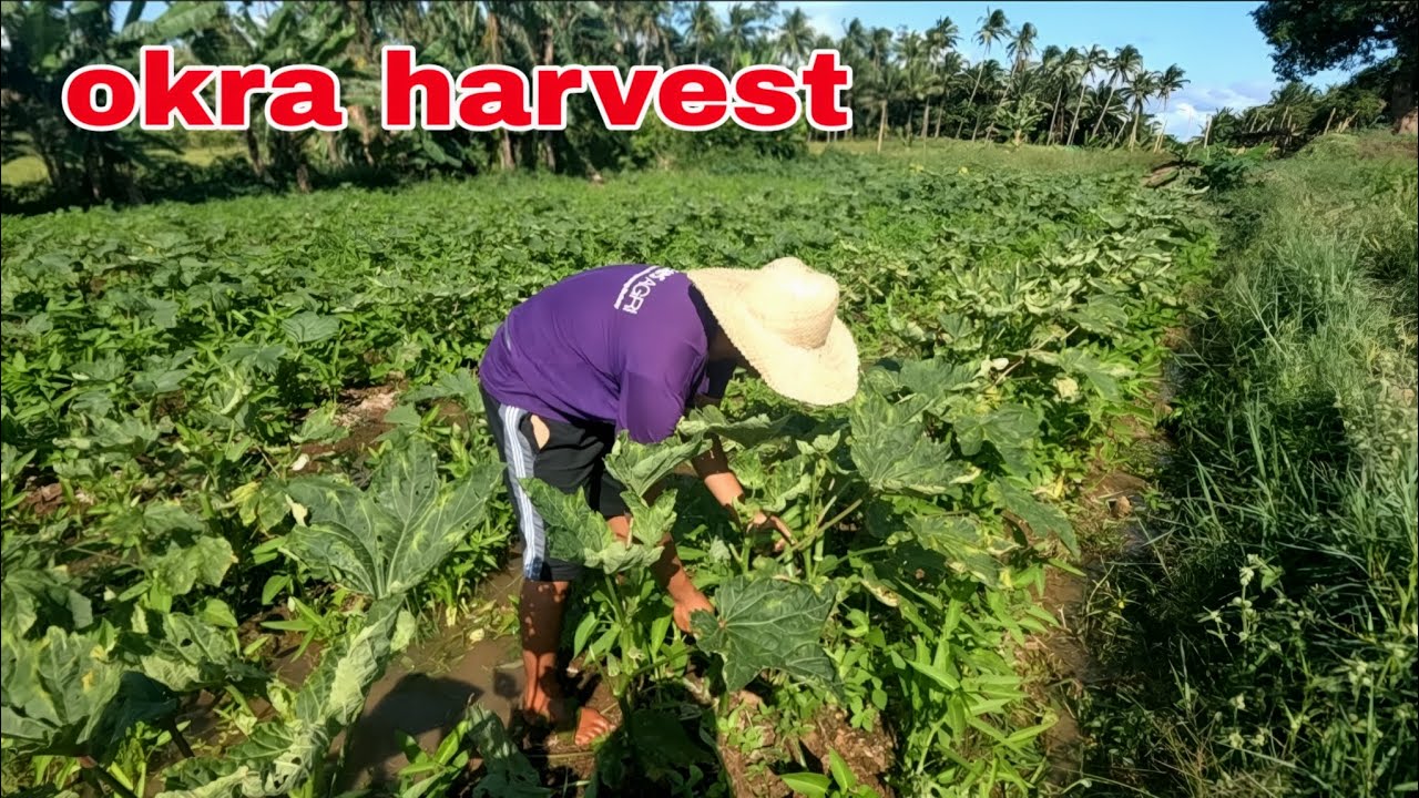 Okra harvest subrang taas ng farm gate umabot tayo kahit kunti ang harvest