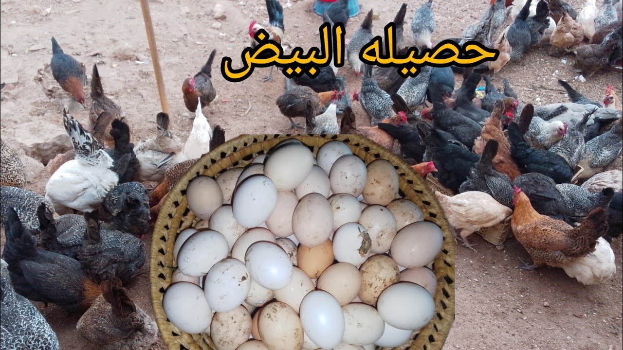 تربية دجاج ما شاء الله حصيله البيض غاديه وكاترتفع#دجاج #اكسبلور #