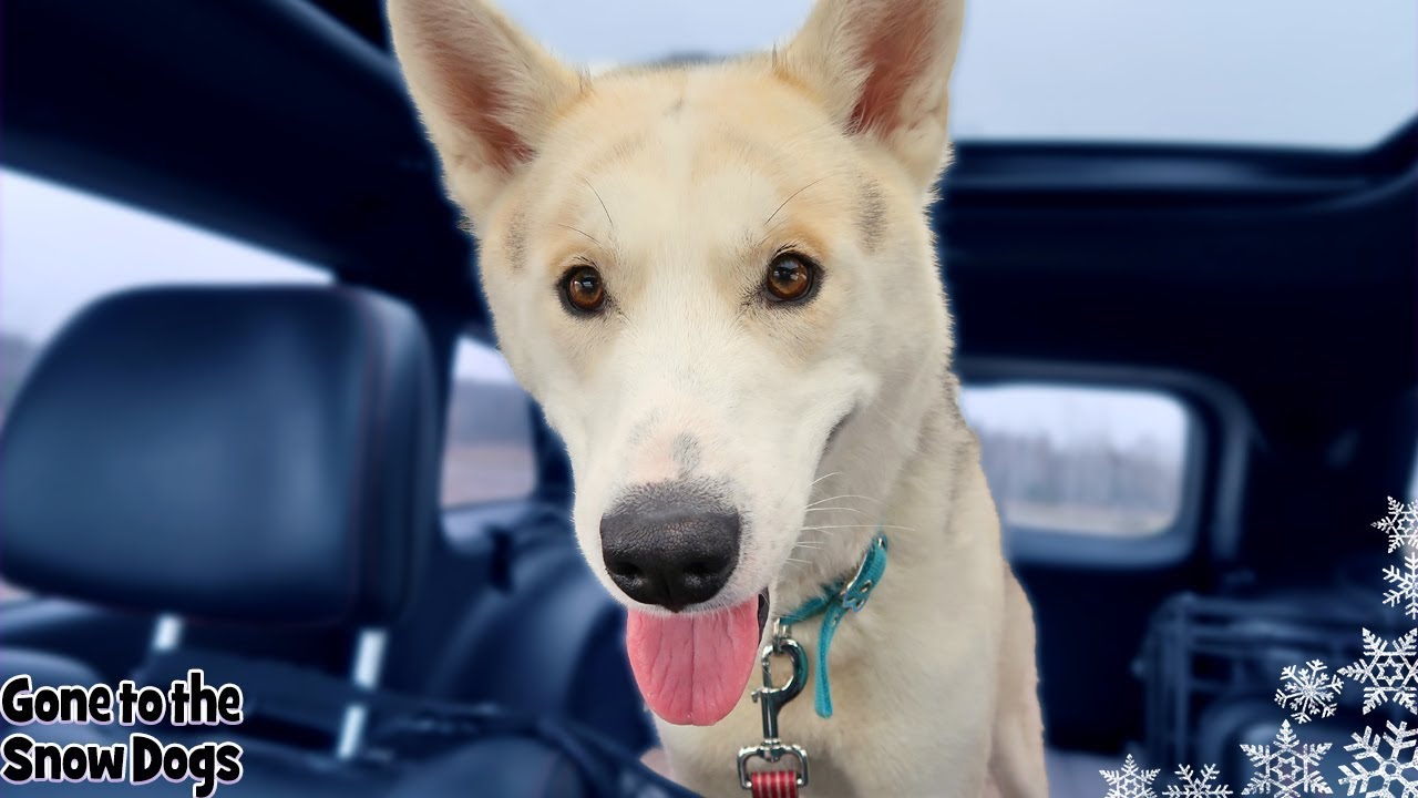 Meet Tango The Husky | Help Us Help Huskies Dog Rescue