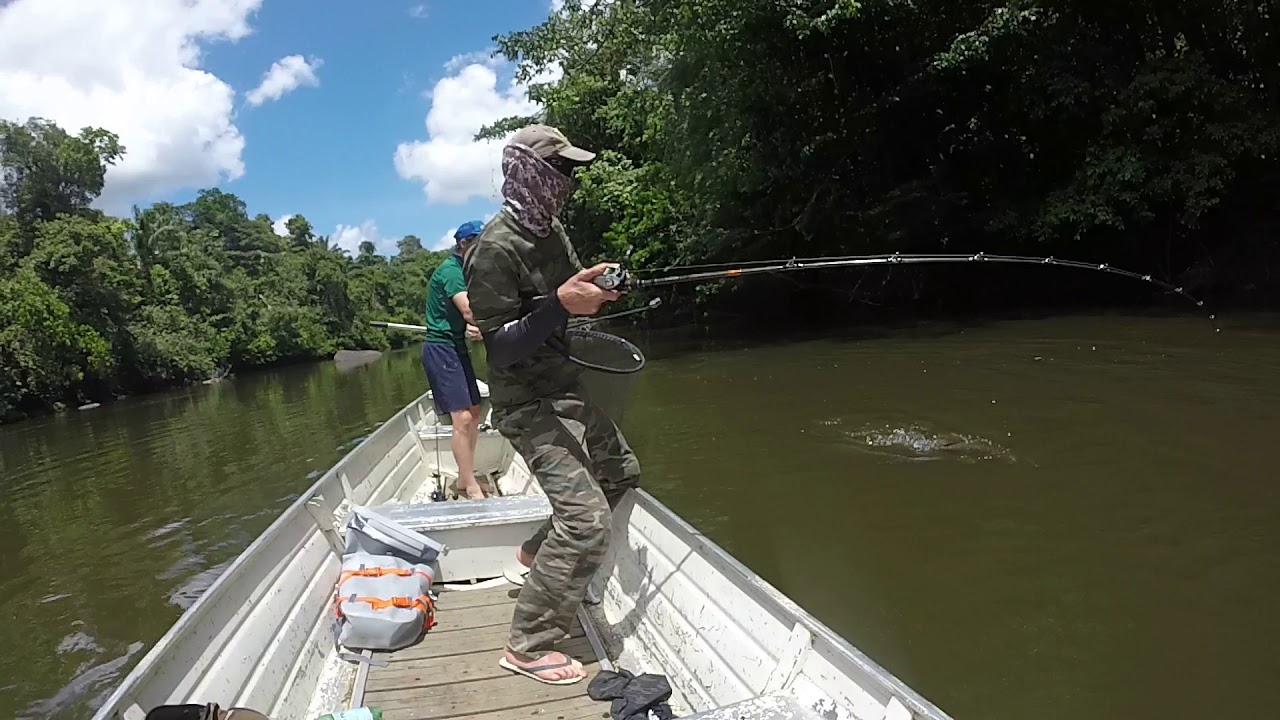 Gros Aimara au leurre Guyane Fran&ccedil;aise 2018