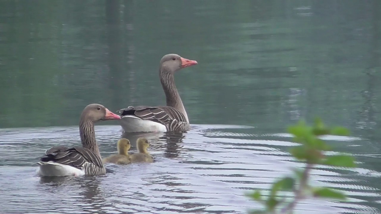 Hüttensee - Gut Sunder , Kiesteiche & Tiere