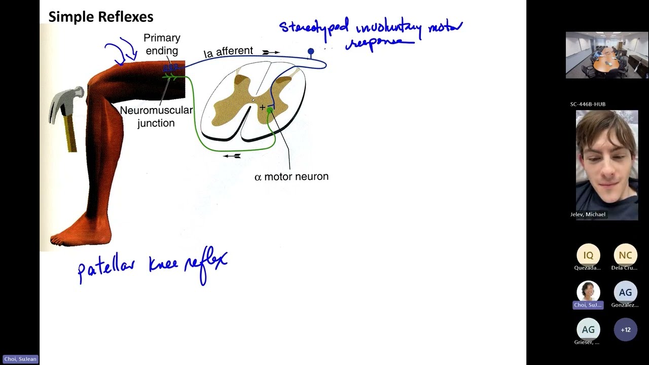 Lecture 12: Spinal Cord & Ascending/Descending Pathways w/ Dr. Choi - March 6, 2026