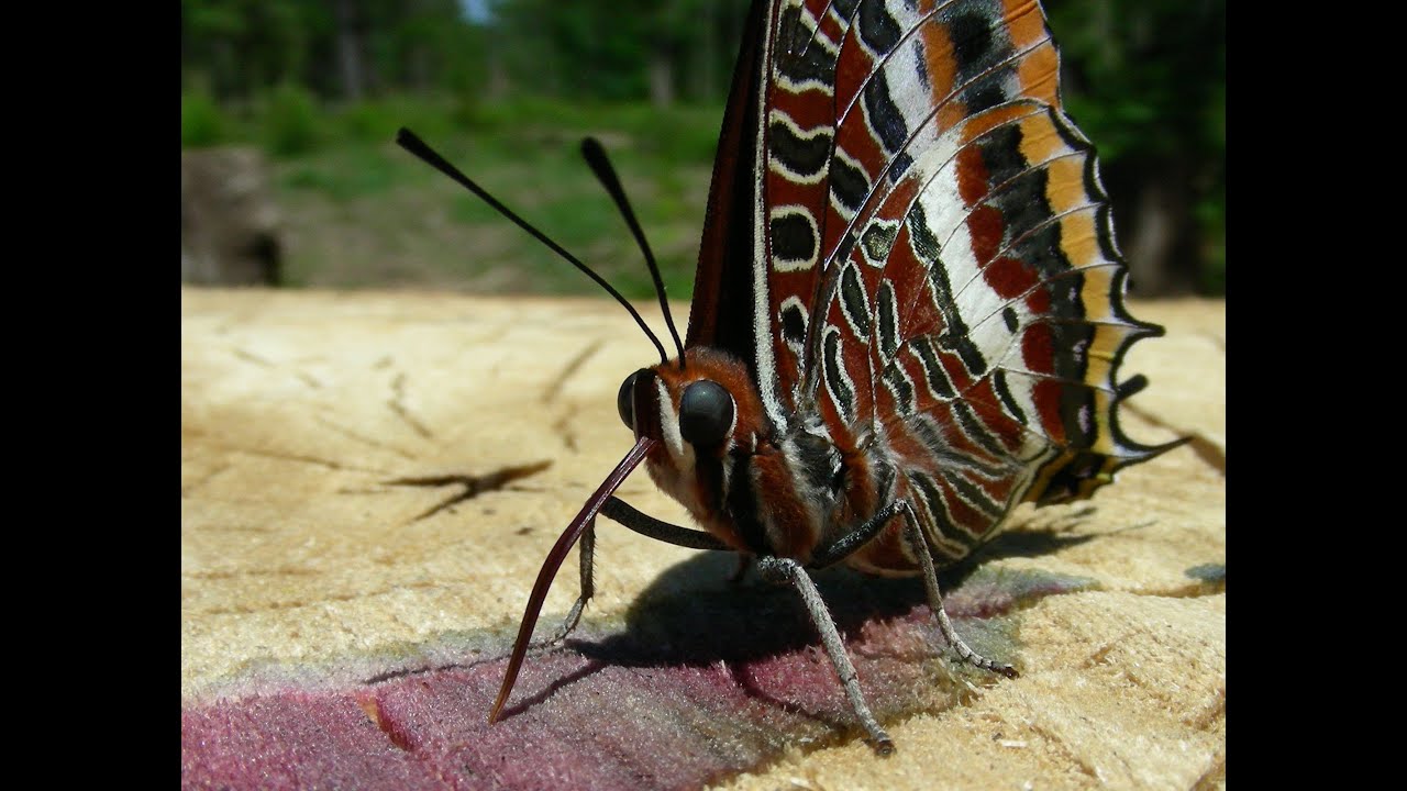 papillons 2