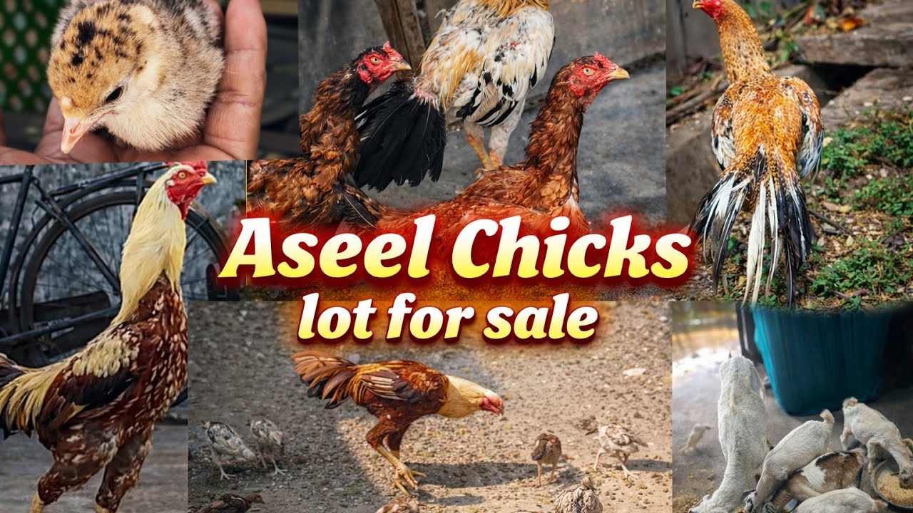 Aseel chicks Lot for sale in Hyderabad ❤️‍🔥