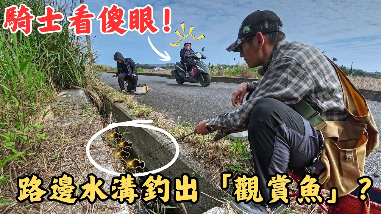 🔥別再看不起路邊排水溝！ 裡面竟然藏著這種「絕美水族魚」？😱 宜蘭水溝釣魚實測 🎣｜Maxcatch｜勇作｜永裕布希鞋｜微物釣｜#fishing #fishinglife #熱門
