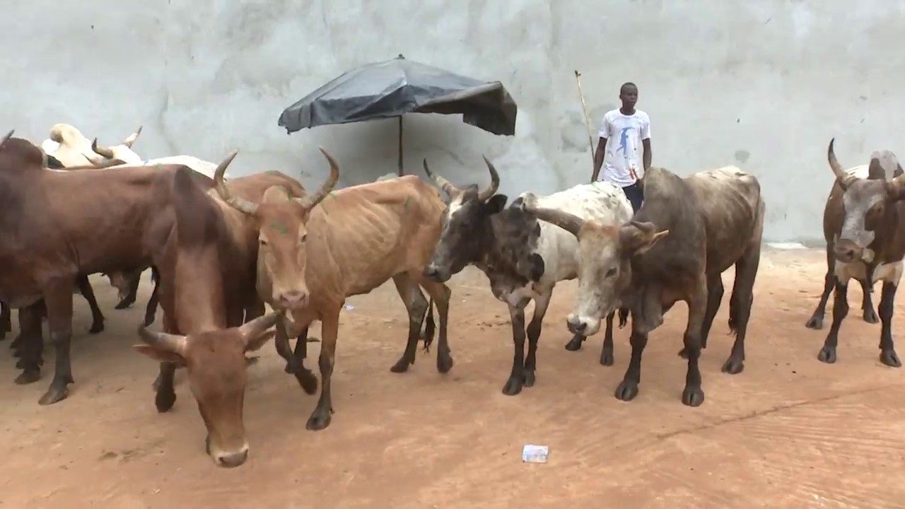 La grève des bouchers créé une pénurie de viandes sur les marchés à Abidjan.