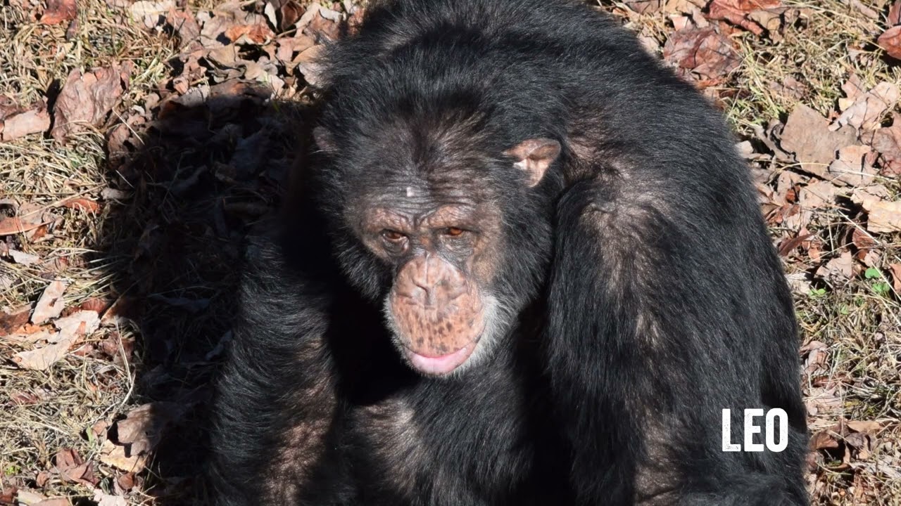 Chimpsgiving 2022
