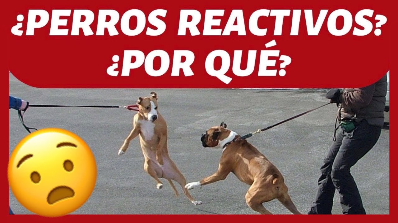¿Qué SON los PERROS REACTIVOS? 🤔 ► Tu PERRO puede NO SER AGRESIVO ❌  [DIFERENCIAS]