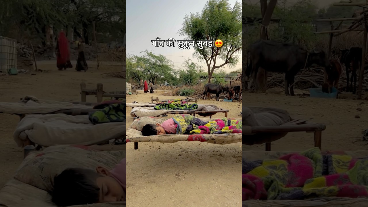 गाँव की सुबह का सुंदर नज़ारा😍#gaon #villagelife #morning #rajasthan #youtubeshorts #shorts