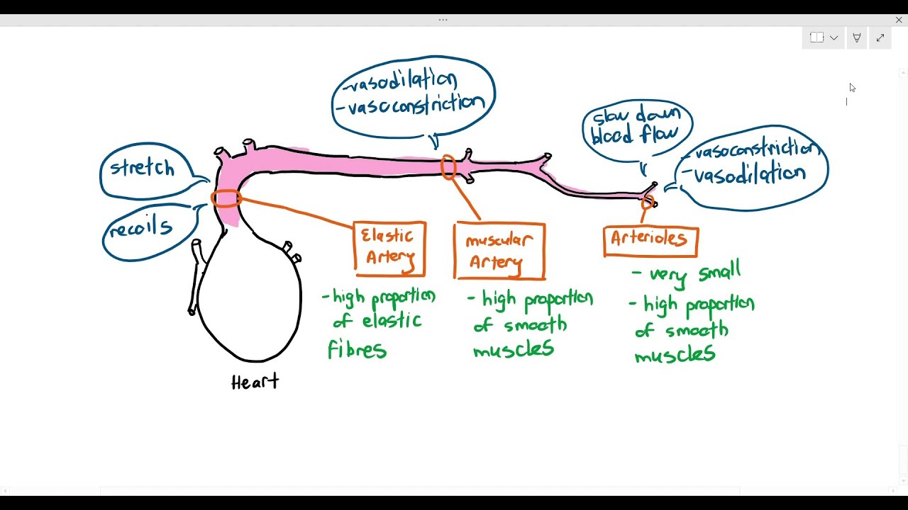 8-4 Arteries & Arterioles (Cambridge AS & A Level Biology, 9700)