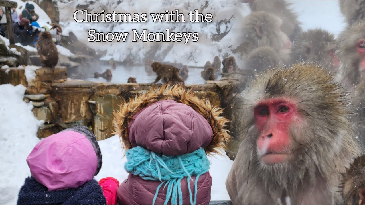 Japan, Yudanaka | A White Christmas with the Famous Snow Monkeys