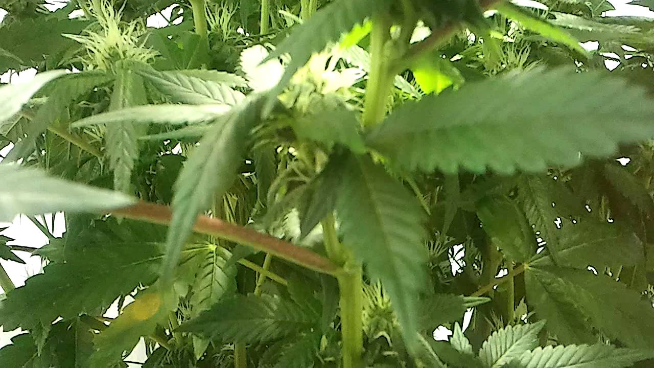 818 Headband Day 28 of Flower...