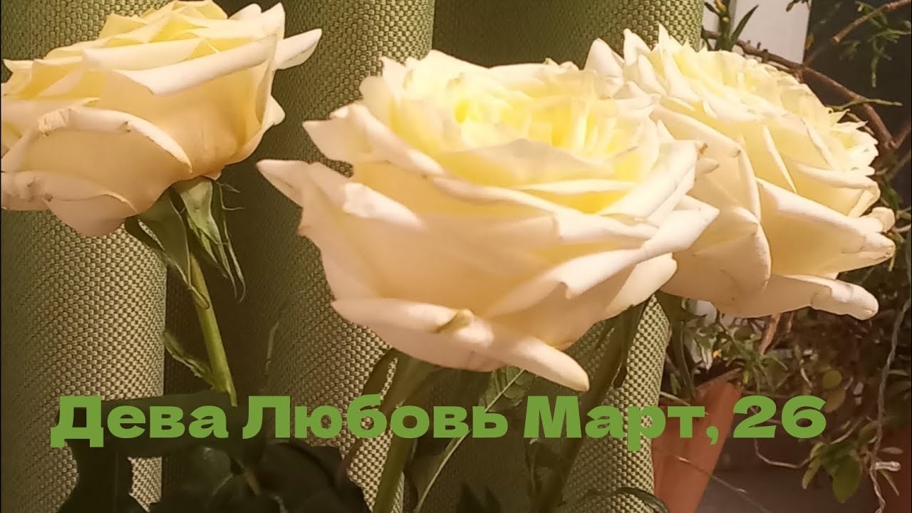 ДЕВА ЛЮБОВЬ (для пар) МАРТ 2026 год