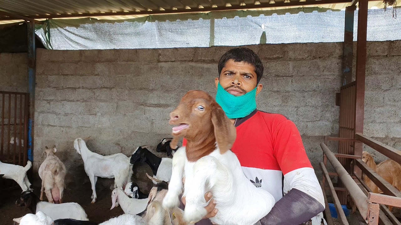 Goat Breeding Setup Of Poona Goat Farm | Boer Osmanabadi.