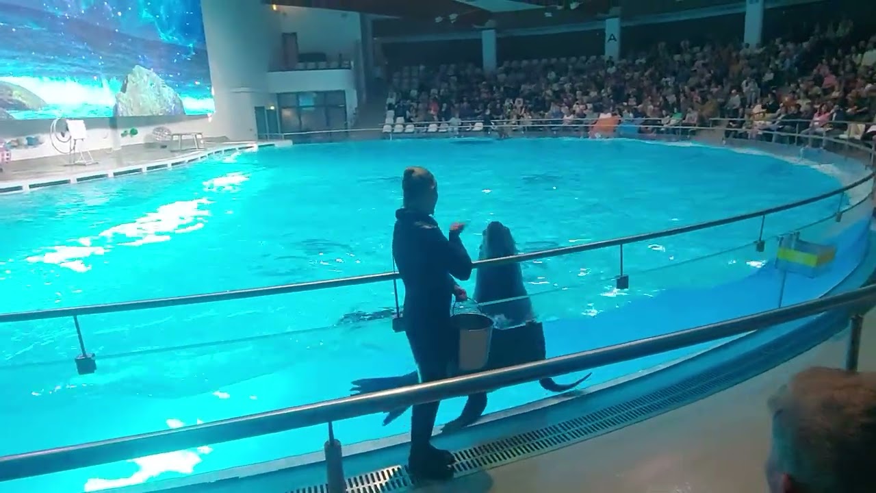 Delfinarium w Klajpedzie. Litwa 🇱🇹