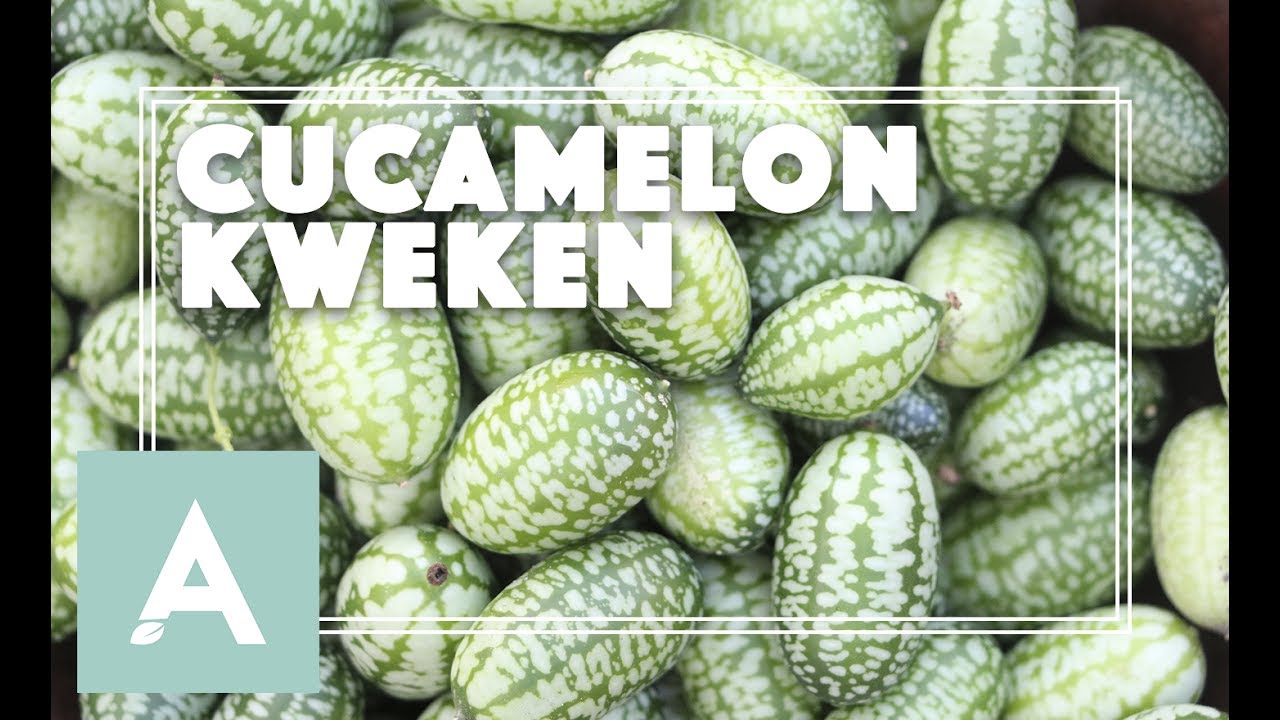 Heerlijke cucamelon kweken! - Grow, Cook, Eat #48