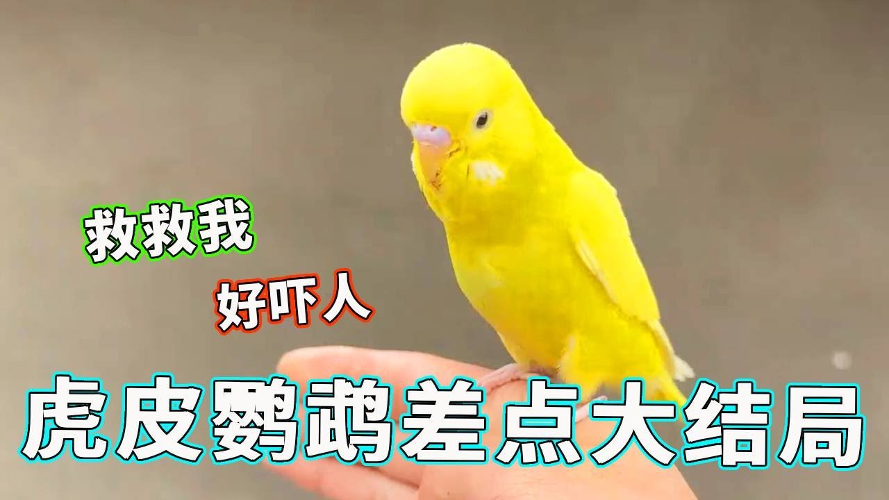 虎皮鹦鹉差一点大结局了，还是换个地方比较保险，老老实实跟我回家吧！【天下一场梦】