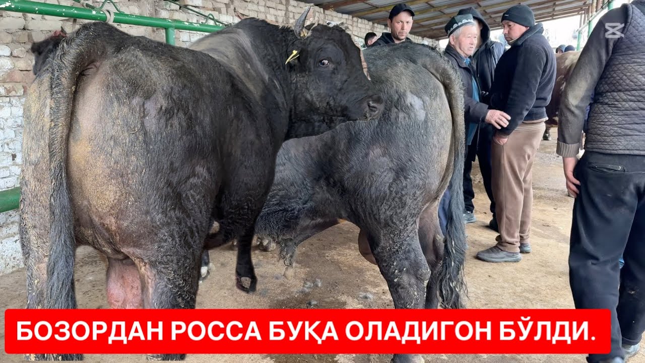 ШАХИДОН БУҚАЛАР БОЗОРИ ОДАМЛАР ХАЙРОН НИМА ҚИЛСАМ БЎЛАРКАН КАССАЛЛИК ЭЗВОРДИ. 