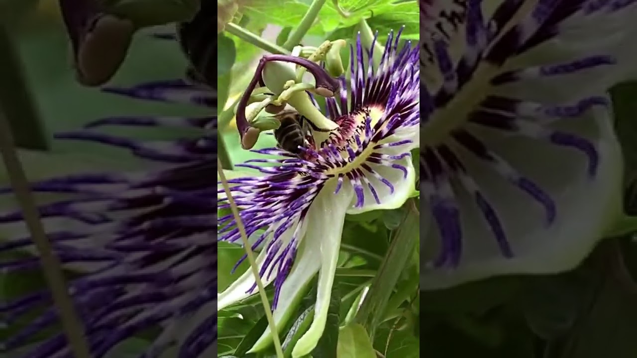 A bee 🐝 in a flower passion - Abelha numa flor de maracujá2