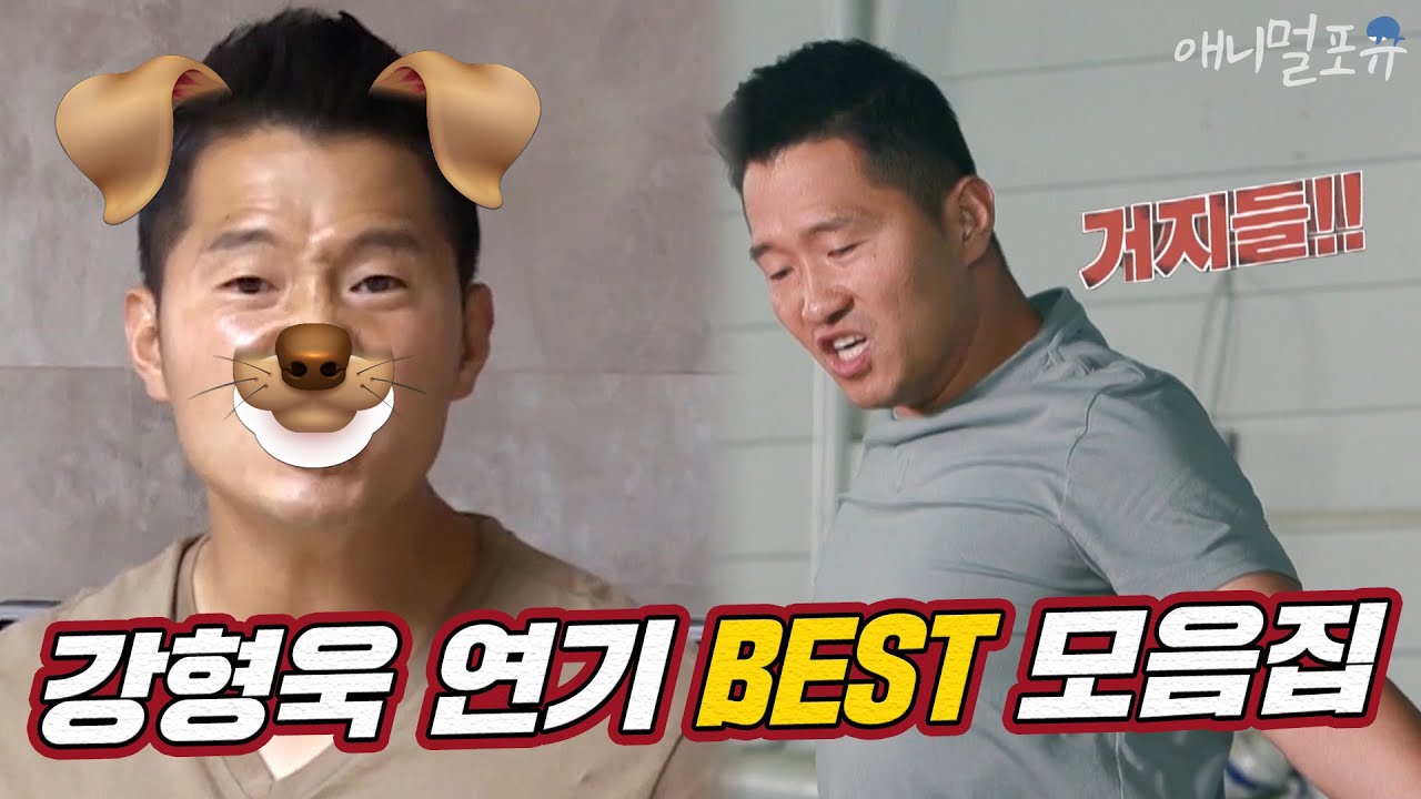 강형욱은 강아지다? 소름돋는 강아지 연기 Best 모음집 [개는 훌륭하다], KBS 방송