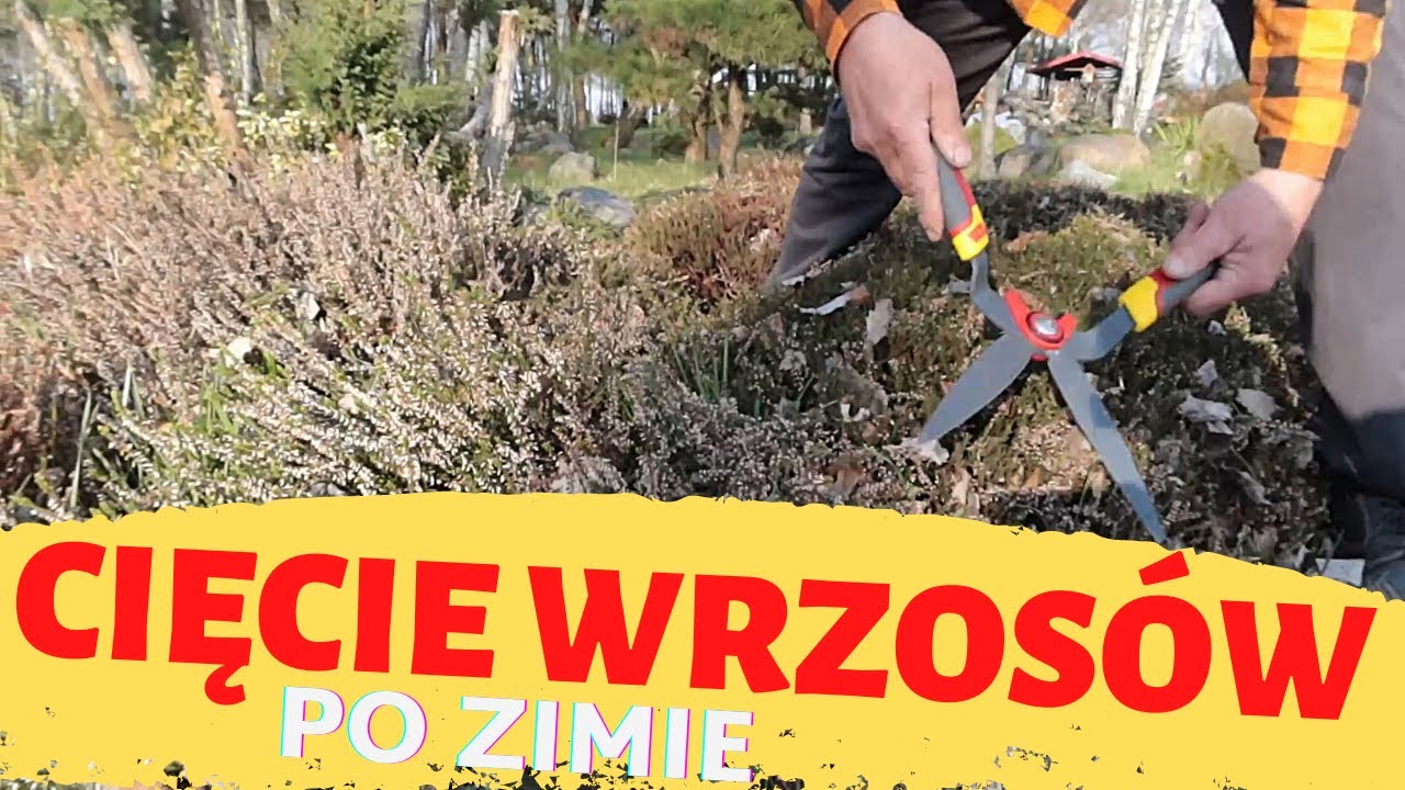 Cięcie wrzosów po zimie
