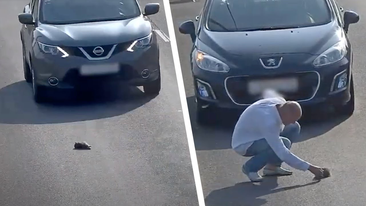 Le chaton est pétrifié par la peur au milieu de la route mais il en sort miraculeusement indemne