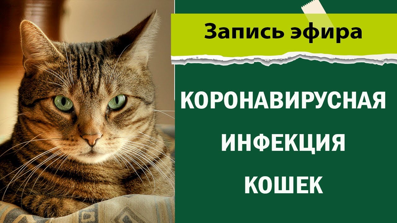 коронавирусная инфекция кошек