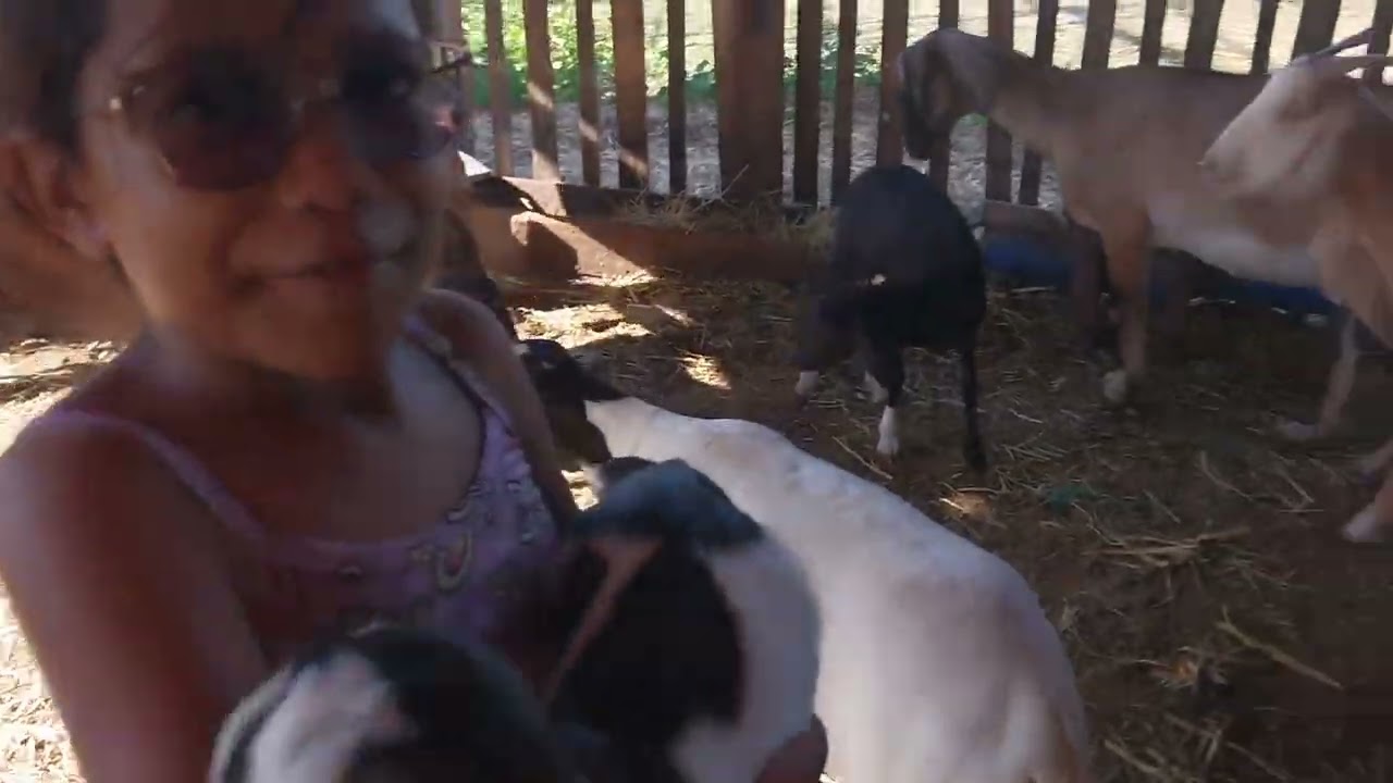 Mostrando o pintadinho # fazenda 