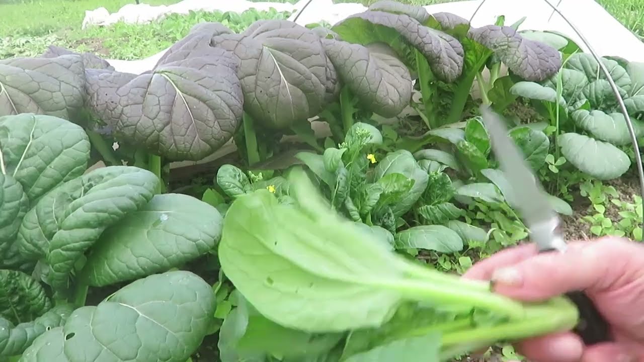 Garden Harvest  5 26 2025