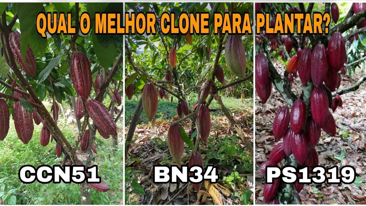 Qual a melhor variedade de CACAU clonal para se plantar