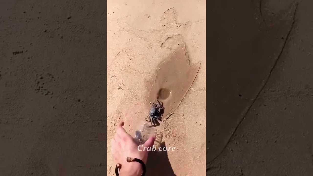 Crab core🦀#FunnyCrabMoments#CrabWithAttitude#CrabLife#PetCrabVibes