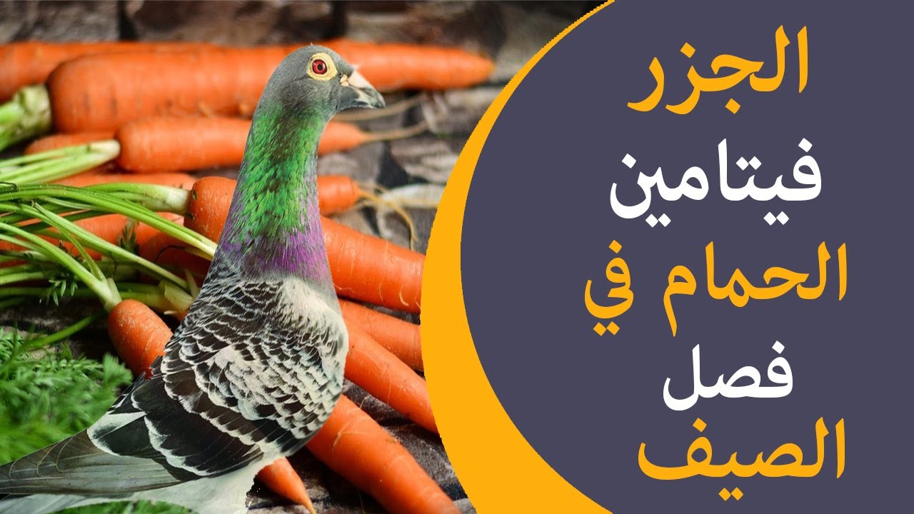 الطريقة الصحيحة لتحضير الجزر للحمام