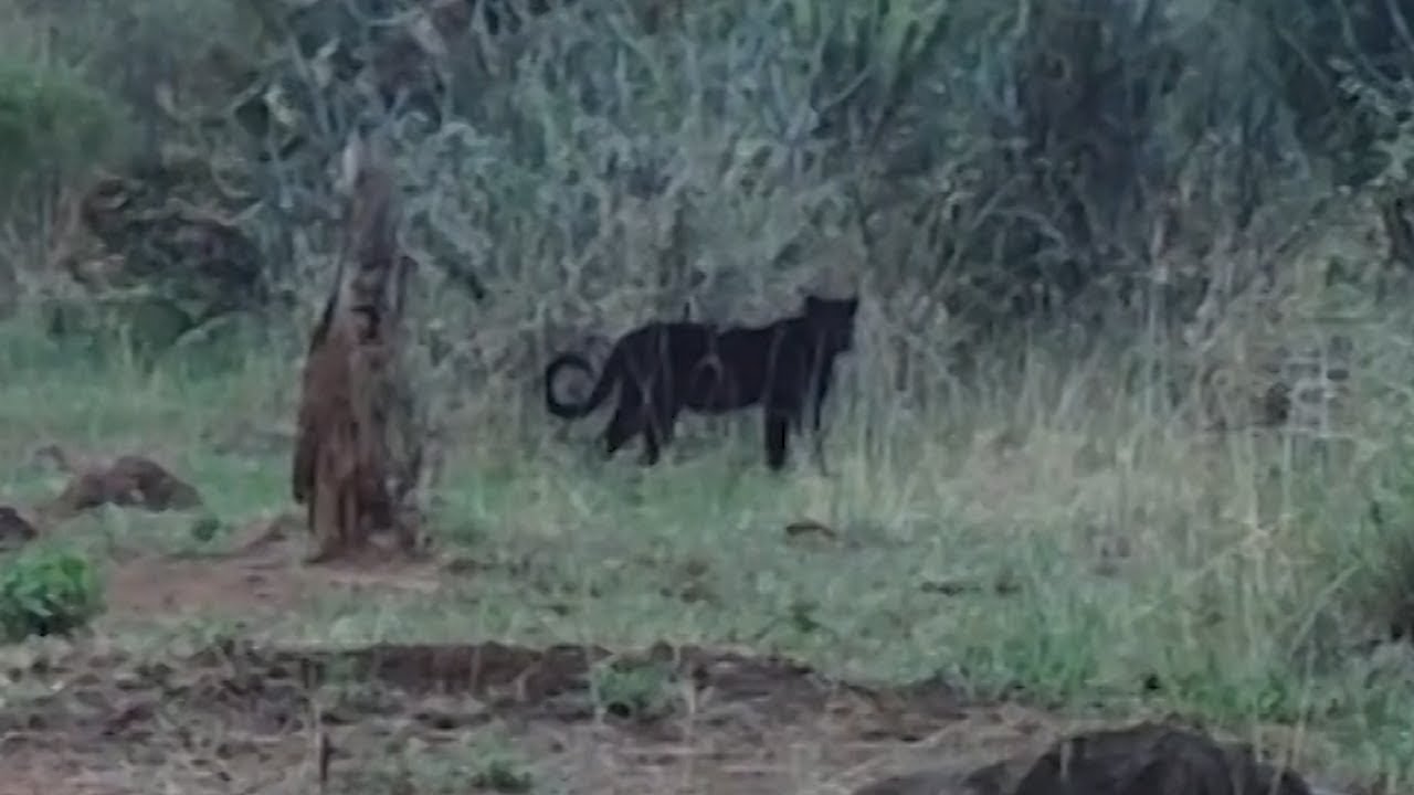 Video Shows Rare Black Leopard in Kenya