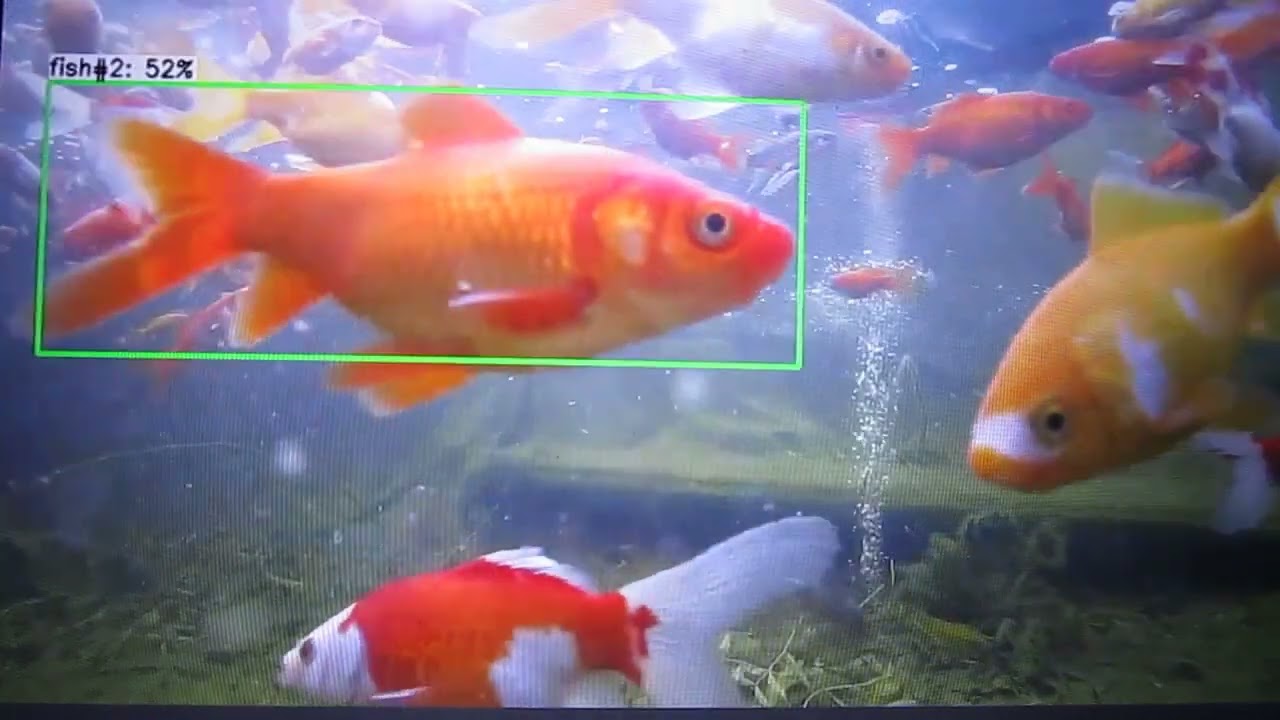Dear computer, there are no frisbees swimming in our pond ! (TensorFlow-Lite Python)