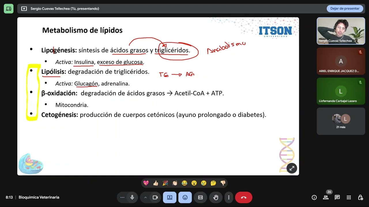 Metabolismo de Lípidos