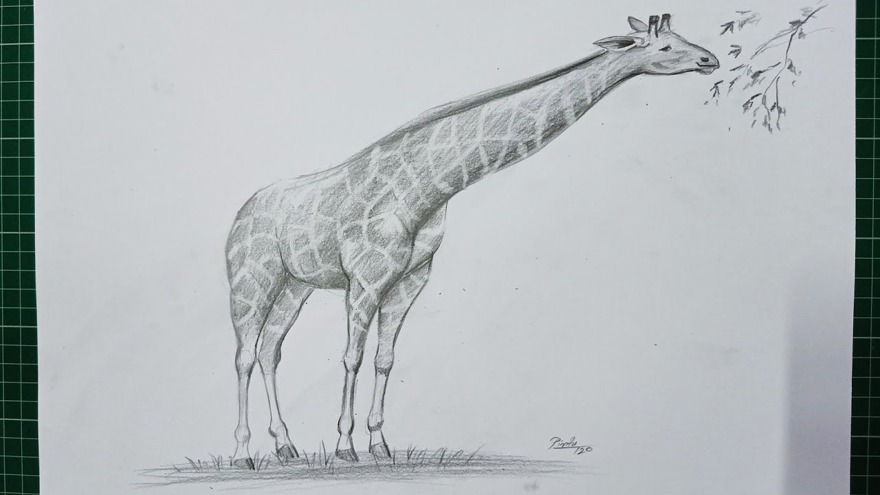 How to draw a Giraffe step by step | Pencil shading