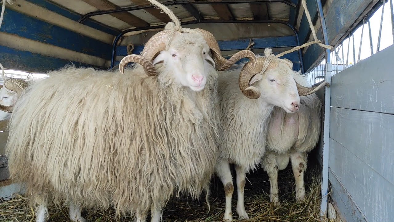 27.12.20г, Овцы и Козы рынок скотный Урус-мартан, Чечня
Cattle market sheep, goats Chechnya
