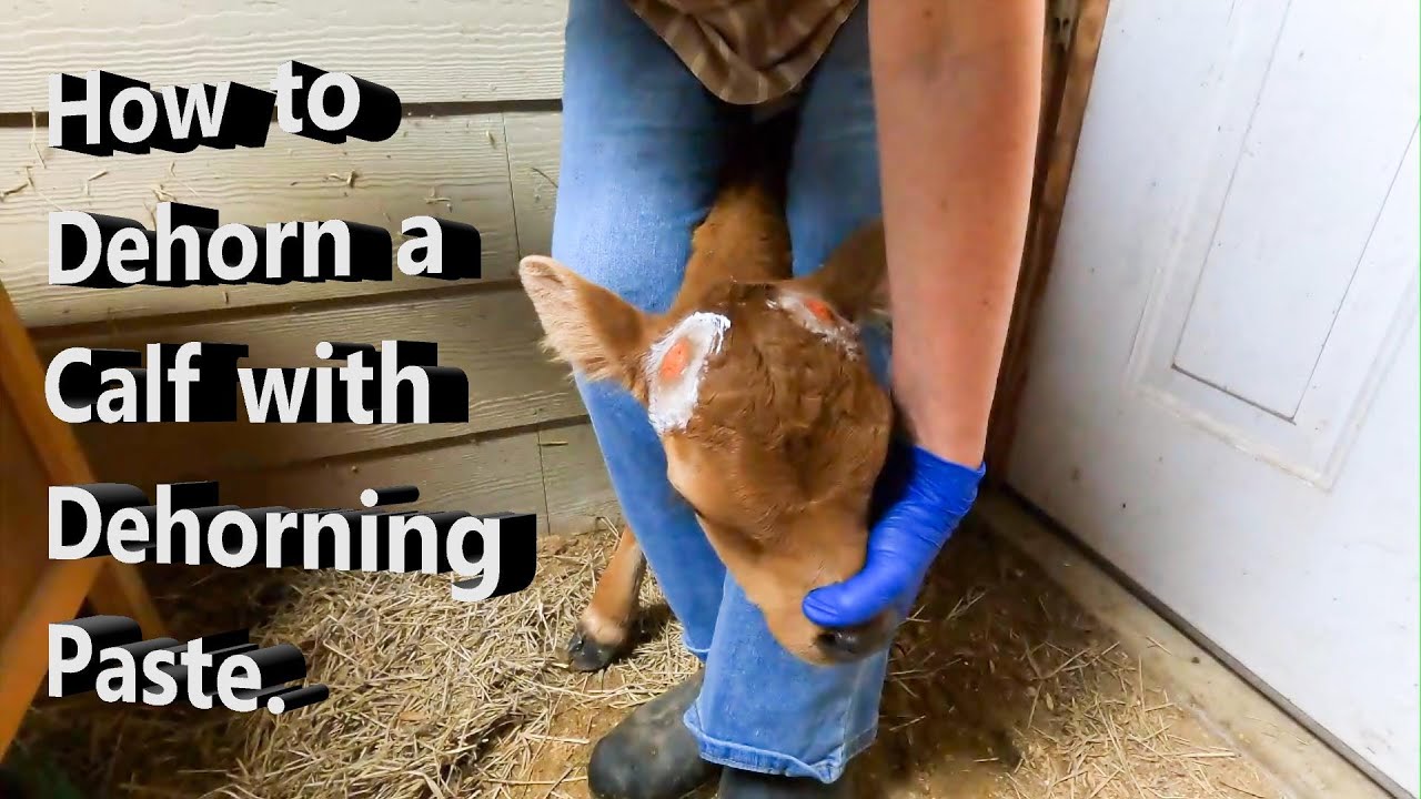 How to Dehorn a Calf with Dehorning Paste.