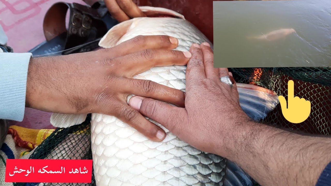 السمكه الوحش. صيد اليوم