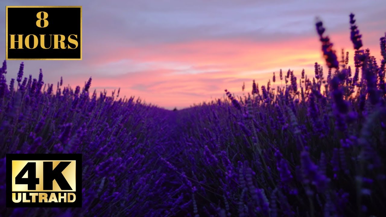 Beautiful Flowers Lavender Meadow Sunset With Relaxing Music For Sleep Wallpaper Screensaver 4K