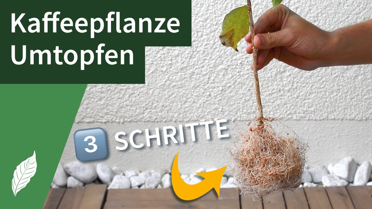 Kaffeepflanze umtopfen 🪴 – Einfach umpflanzen in 3️⃣ Schritten [ANLEITUNG]