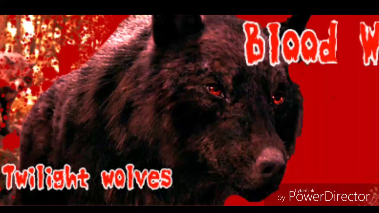 Twilight wolves - Blood// water 💦[Original]