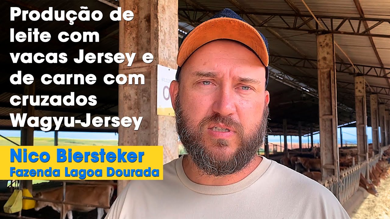 PRODUÇÃO DE LEITE COM VACAS JERSEY E DE CARNE COM CRUZADOS WAGYU-JERSEY - NICO BIERSTEKER
