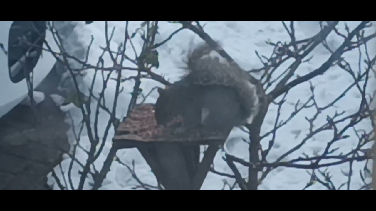 Squirrel eating seeds